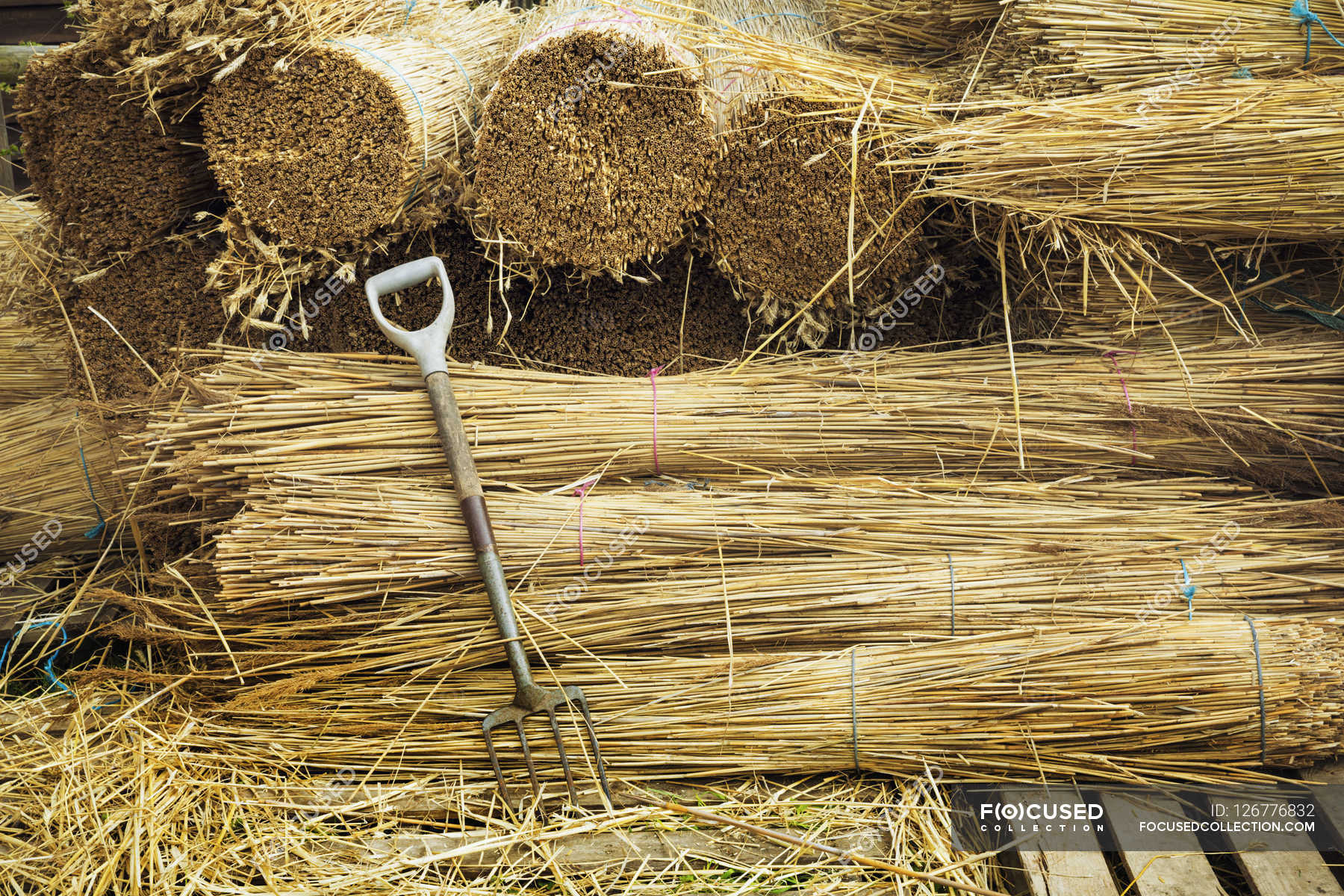 Bundles of straw for thatching — Stock Photo 126776832
