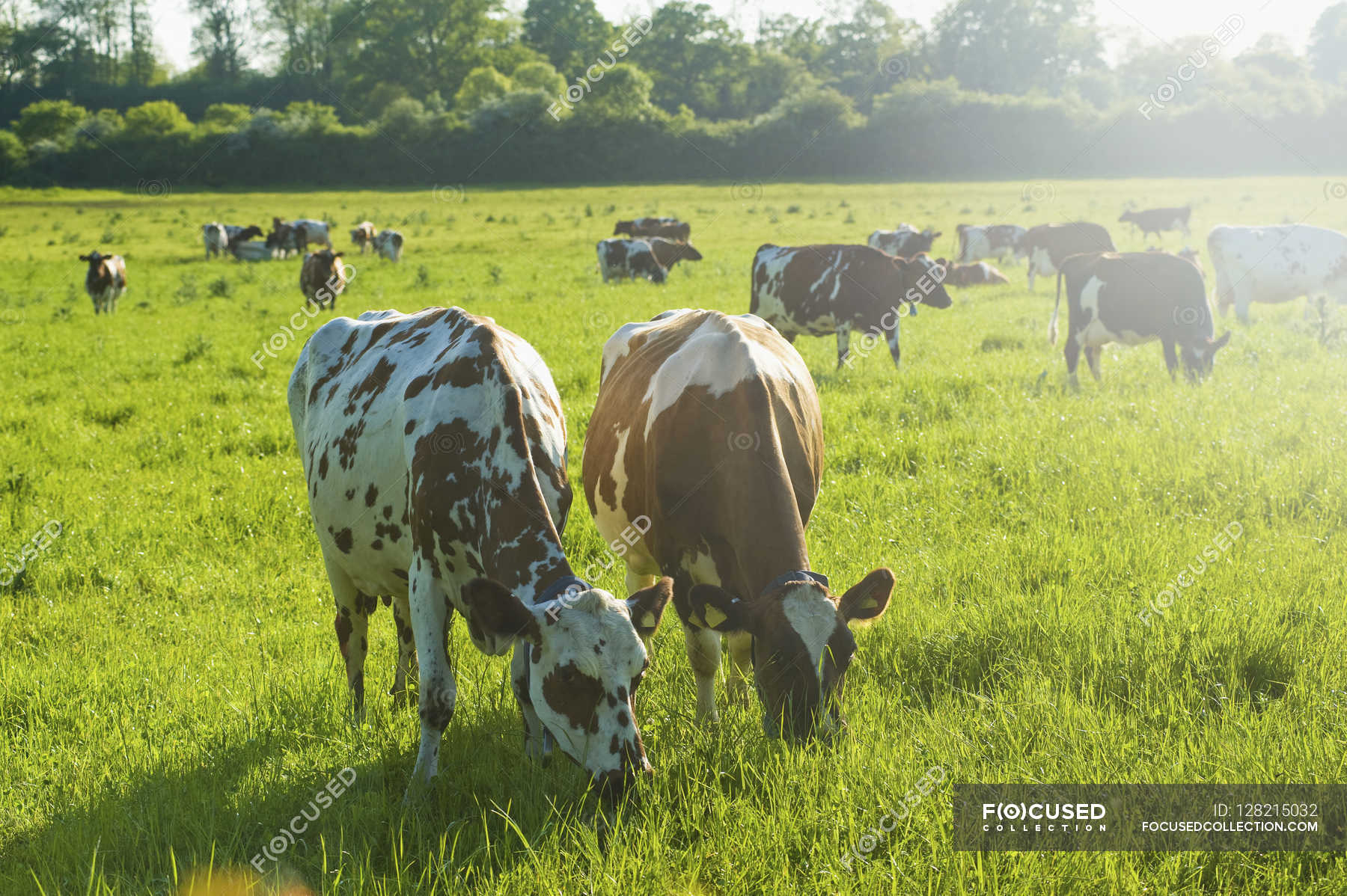 Herd of cows in a field. — female animal, tree - Stock Photo | #128215032