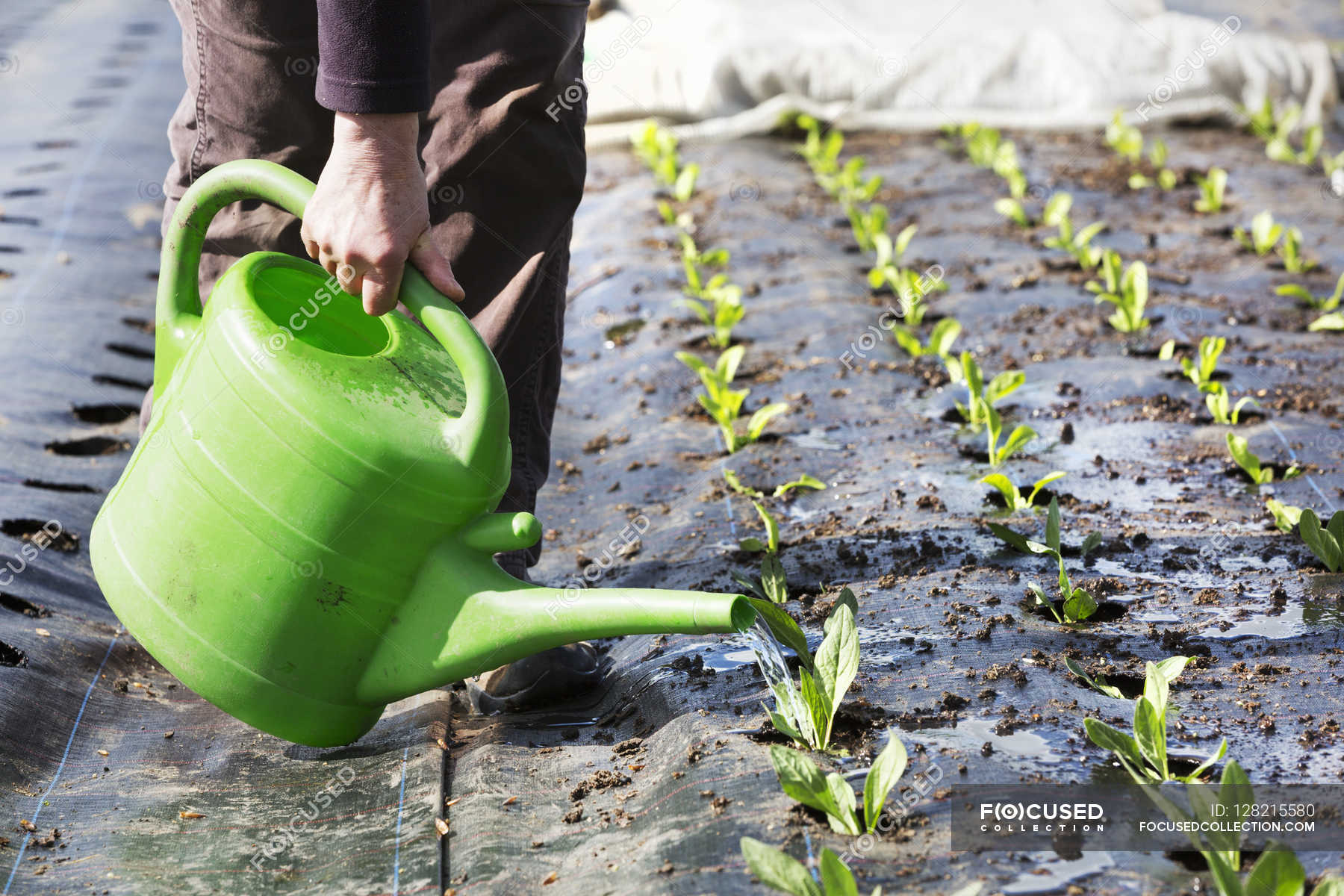 Person Watering Seedlings — Oxfordshire Low Section Stock Photo