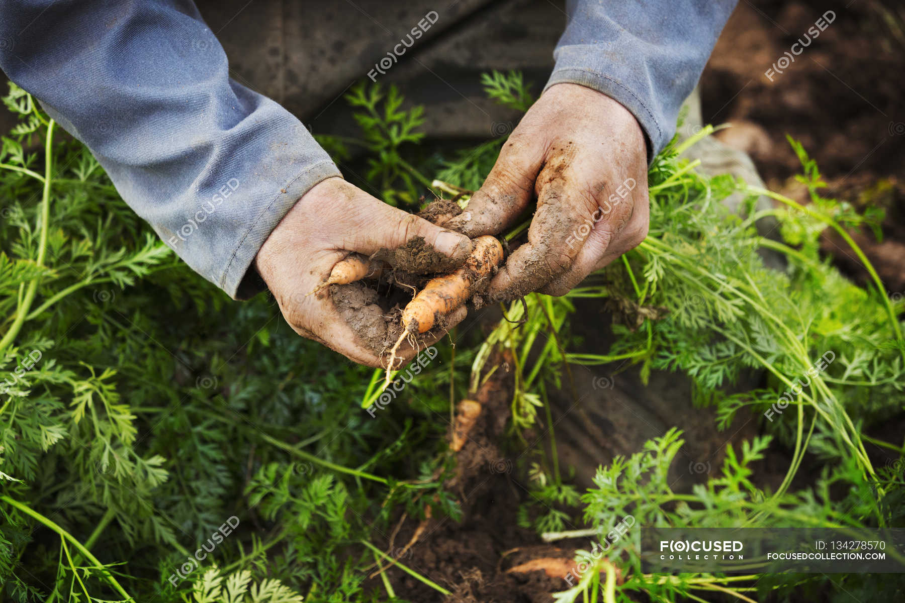 Male hands lifting and cleaning carrots — horizontal, Family Business