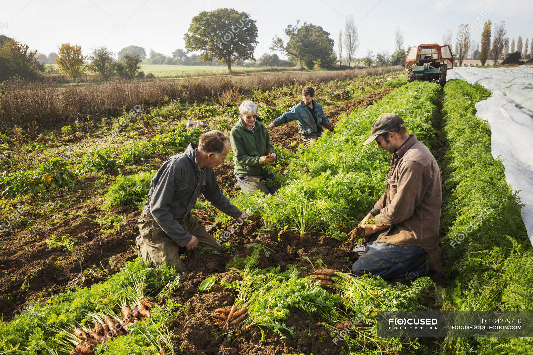 People harvesting autumn vegetables — daytime, sack Stock Photo