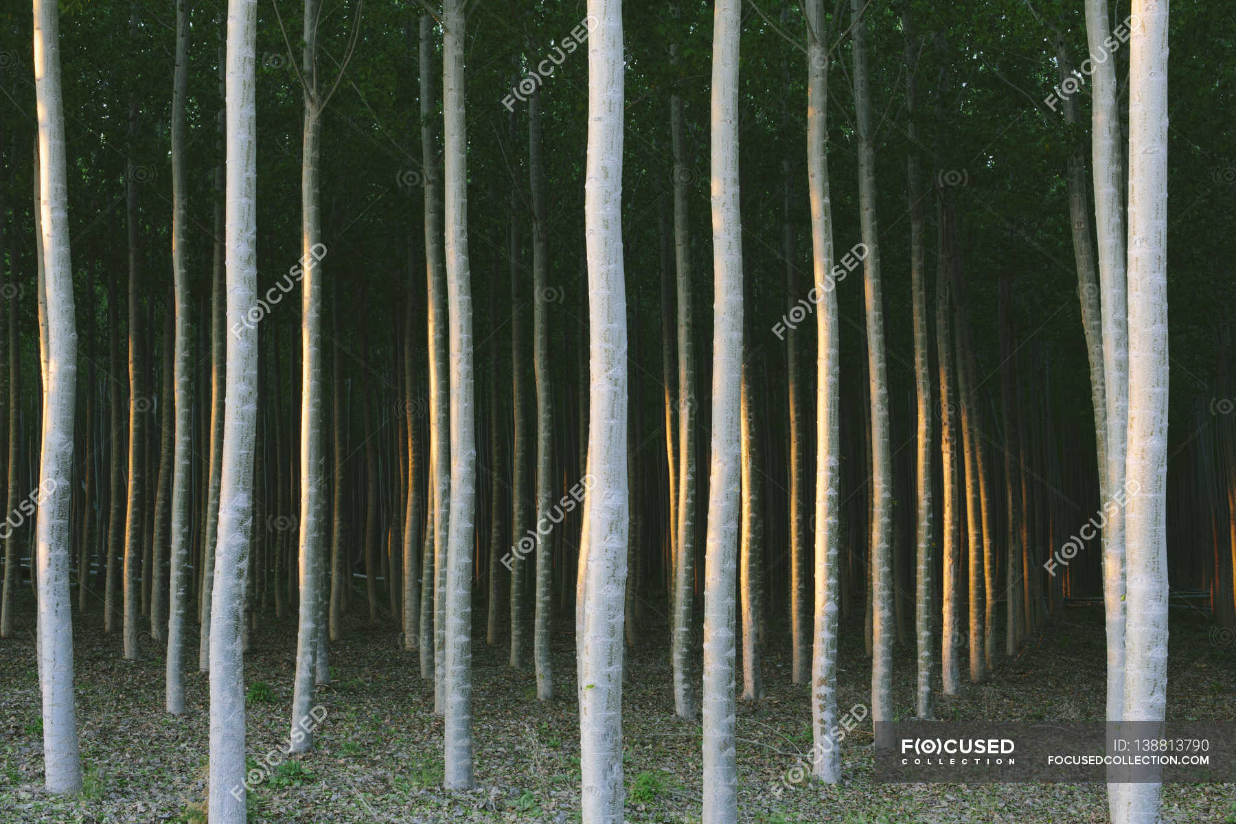 plantation-of-poplar-trees-trees-plantation-lush-foliage-stock