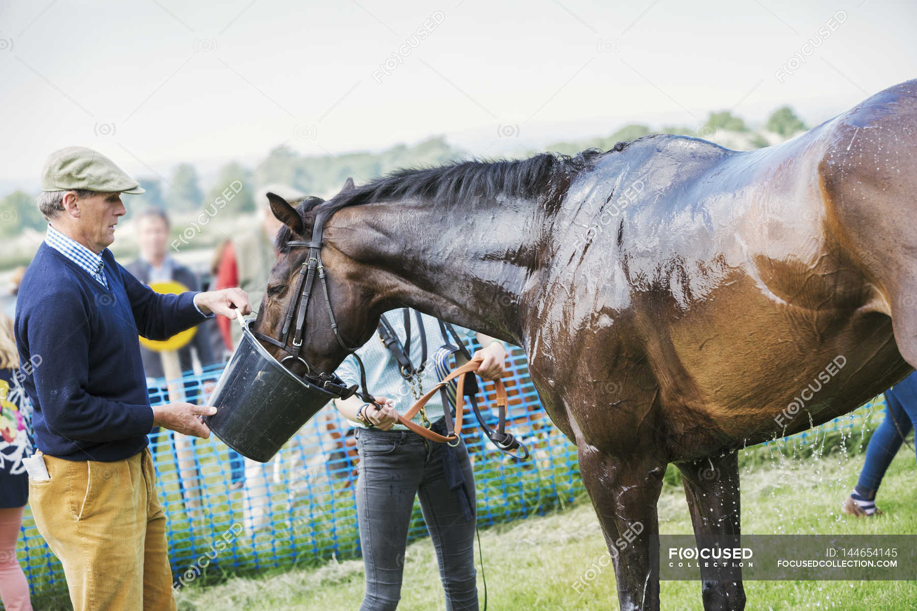 Man holding bucket to sweating horse — daylight, agricultural land