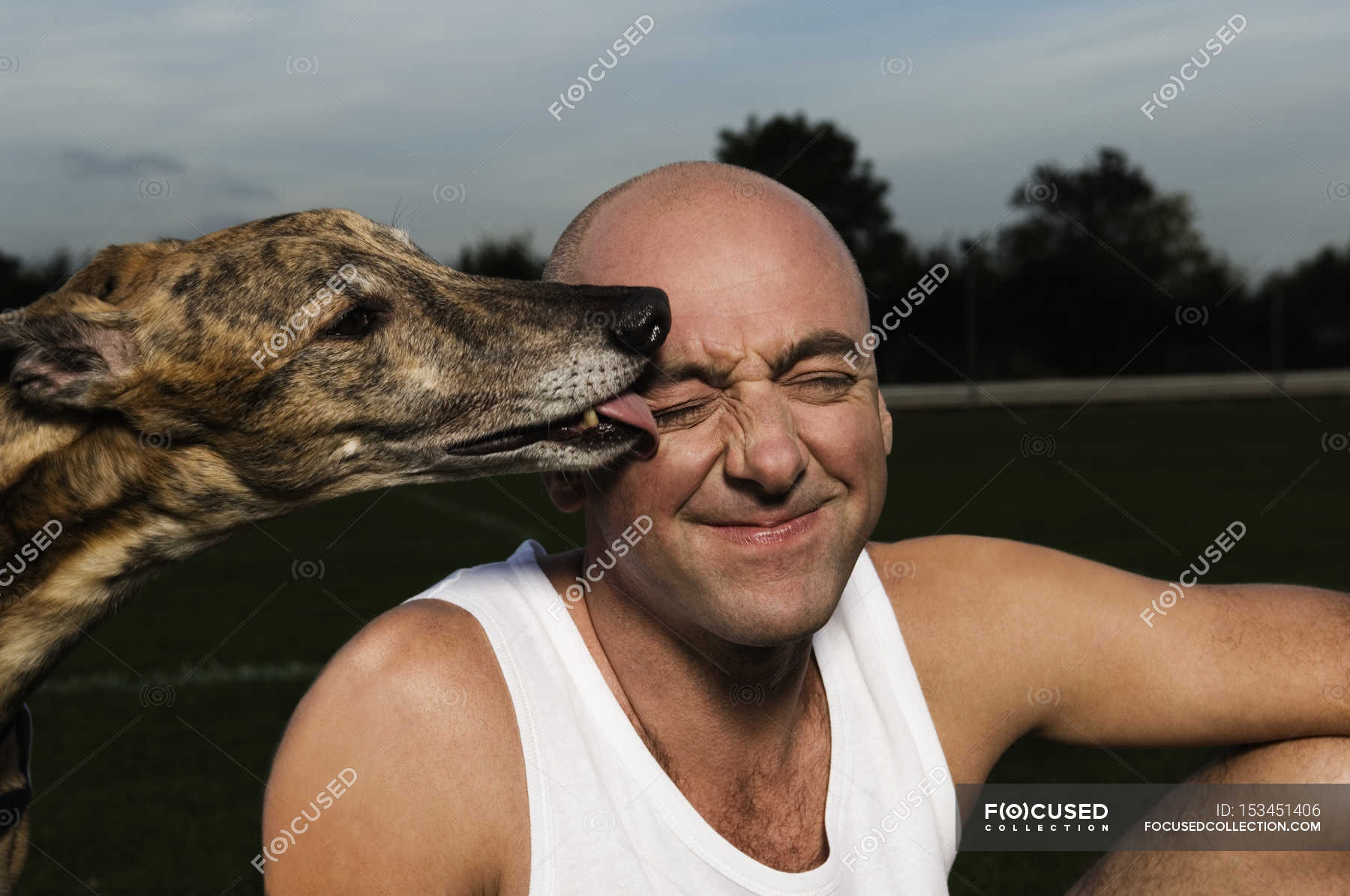 Do Greyhounds Lick
