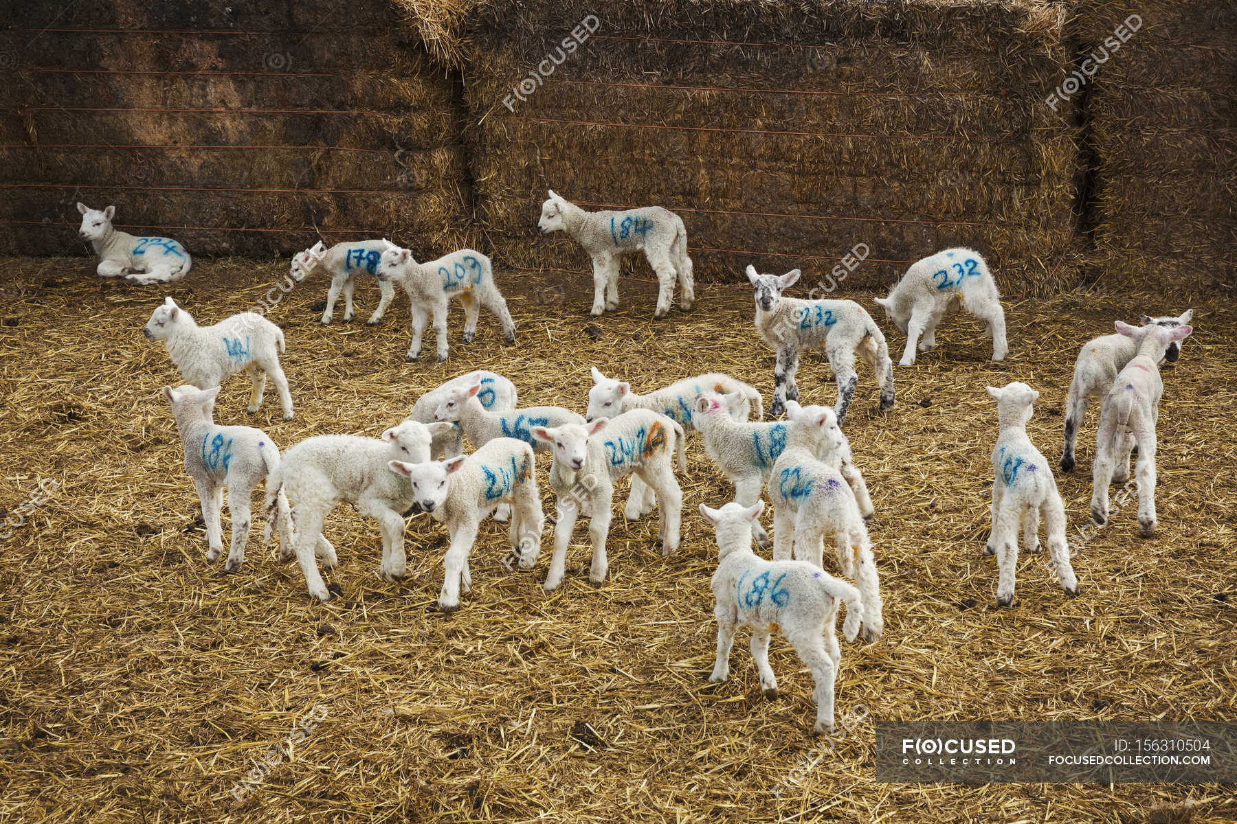 Flock of newborn lambs — agriculture, standing - Stock Photo | #156310504