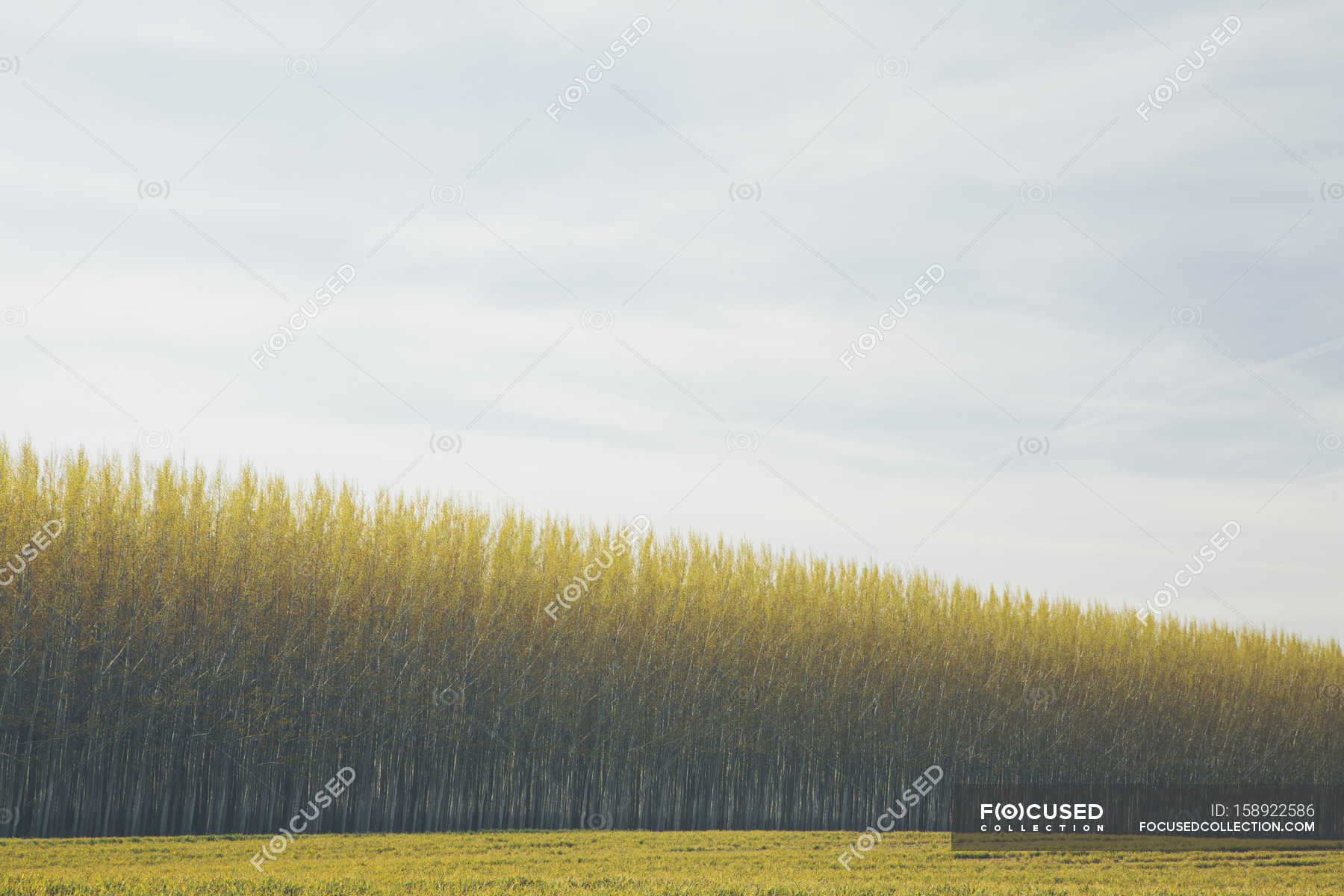 Commercially grown poplar trees. — Colour Image, pattern Stock Photo