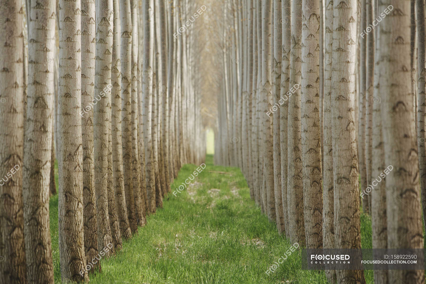 Commercially grown poplar trees. — tree trunk, Diminishing Perspective