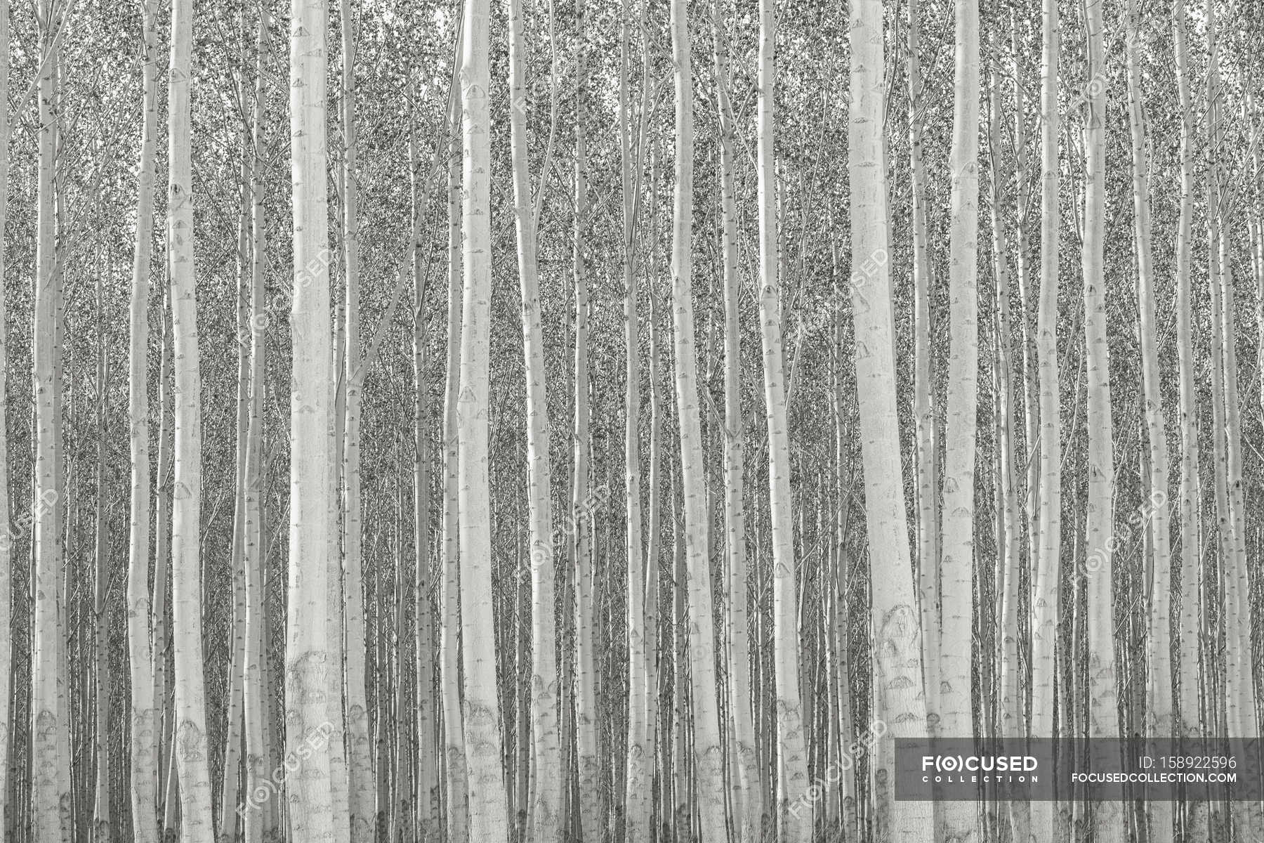 Commercially grown poplar trees. — plant part, Natural Pattern Stock