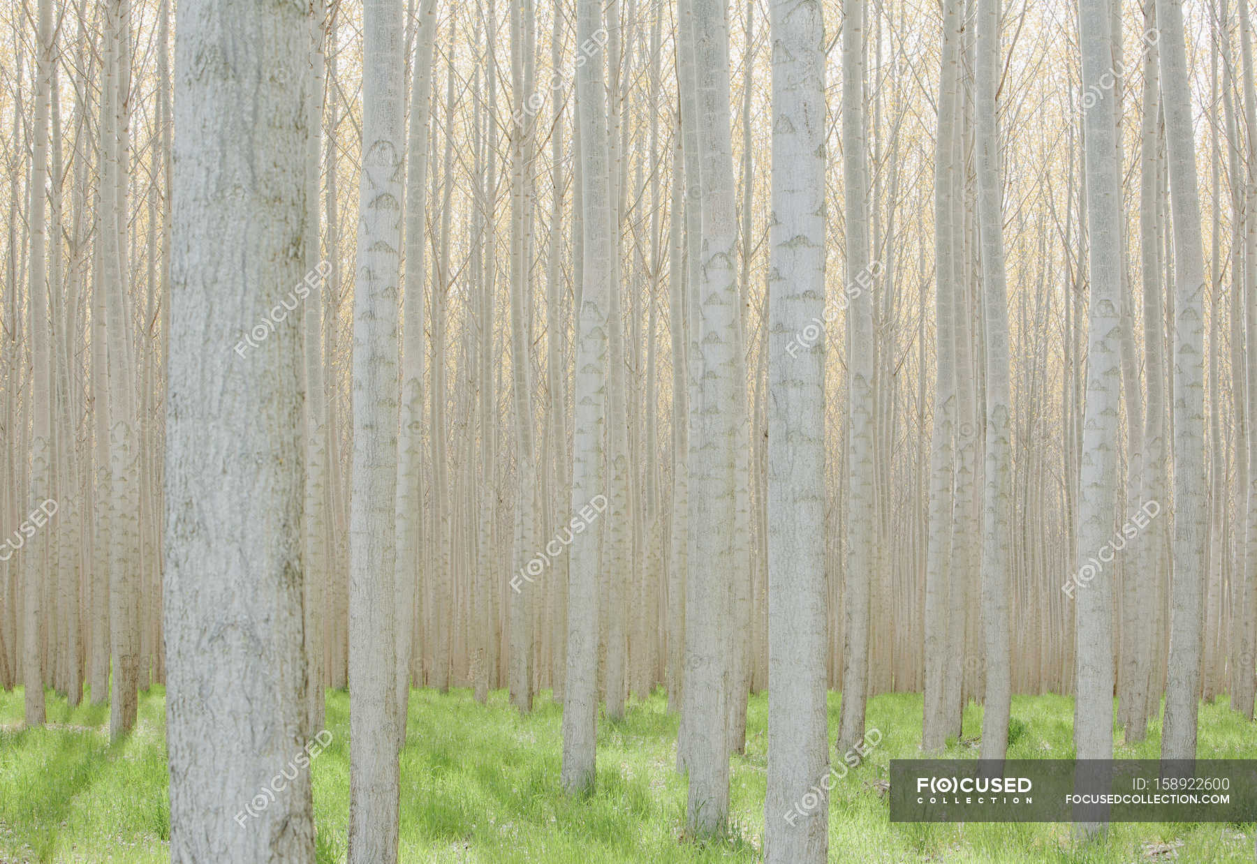 Commercially grown poplar trees. — horizontal, oregon Stock Photo
