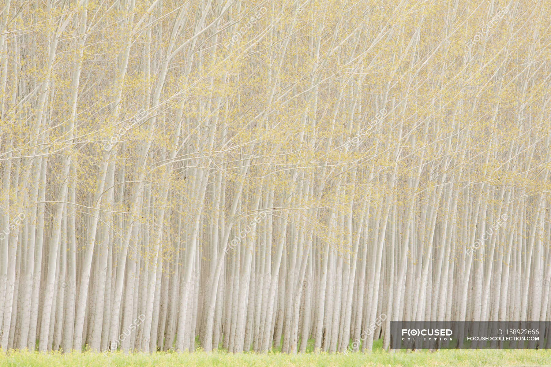 Commercially grown poplar trees. — horizontal, tree trunk Stock Photo