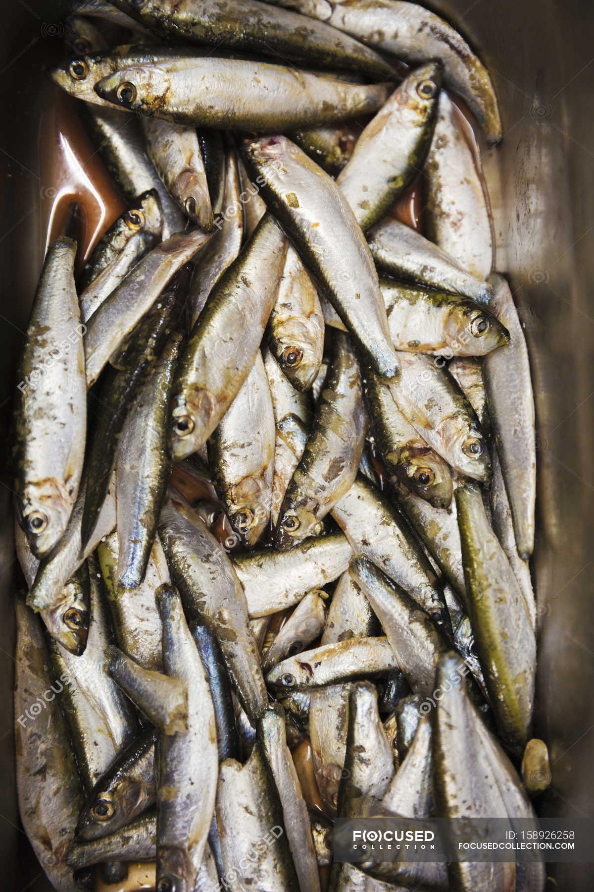 Close up, fresh sardines. — chordate, herring Stock Photo 158926258