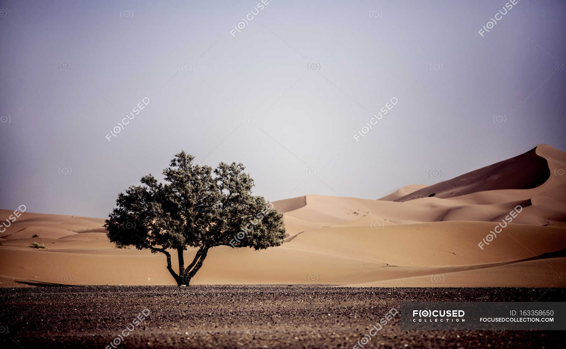 single tree landscape