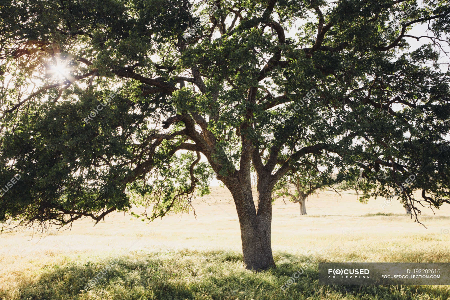 California oak tree with spreading branches and green leaves in backlit