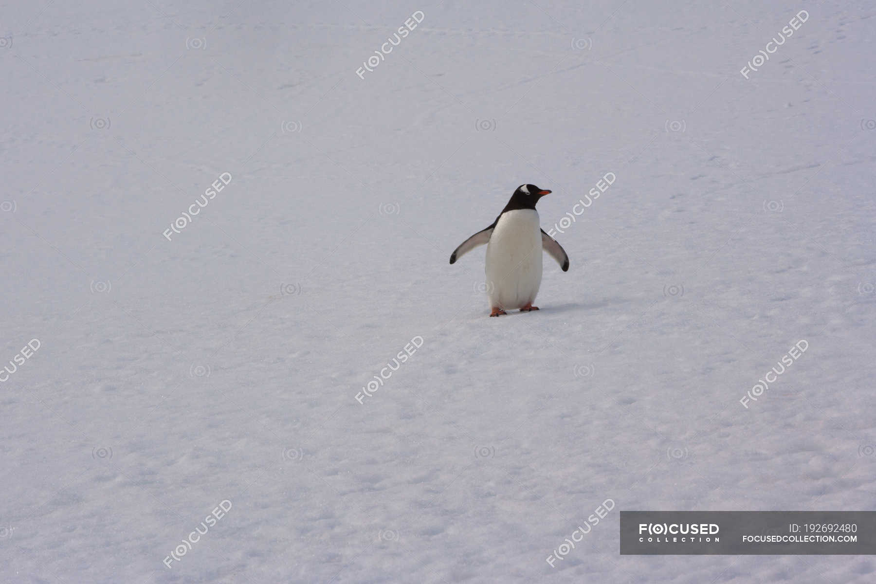 Пингвины идут с пляжа молча. Пингвины идут по снегу. Императорский Пингвин идущий по снегу. Пингвин ходьба фазовка. Пингвин Антарктида карикатуры.