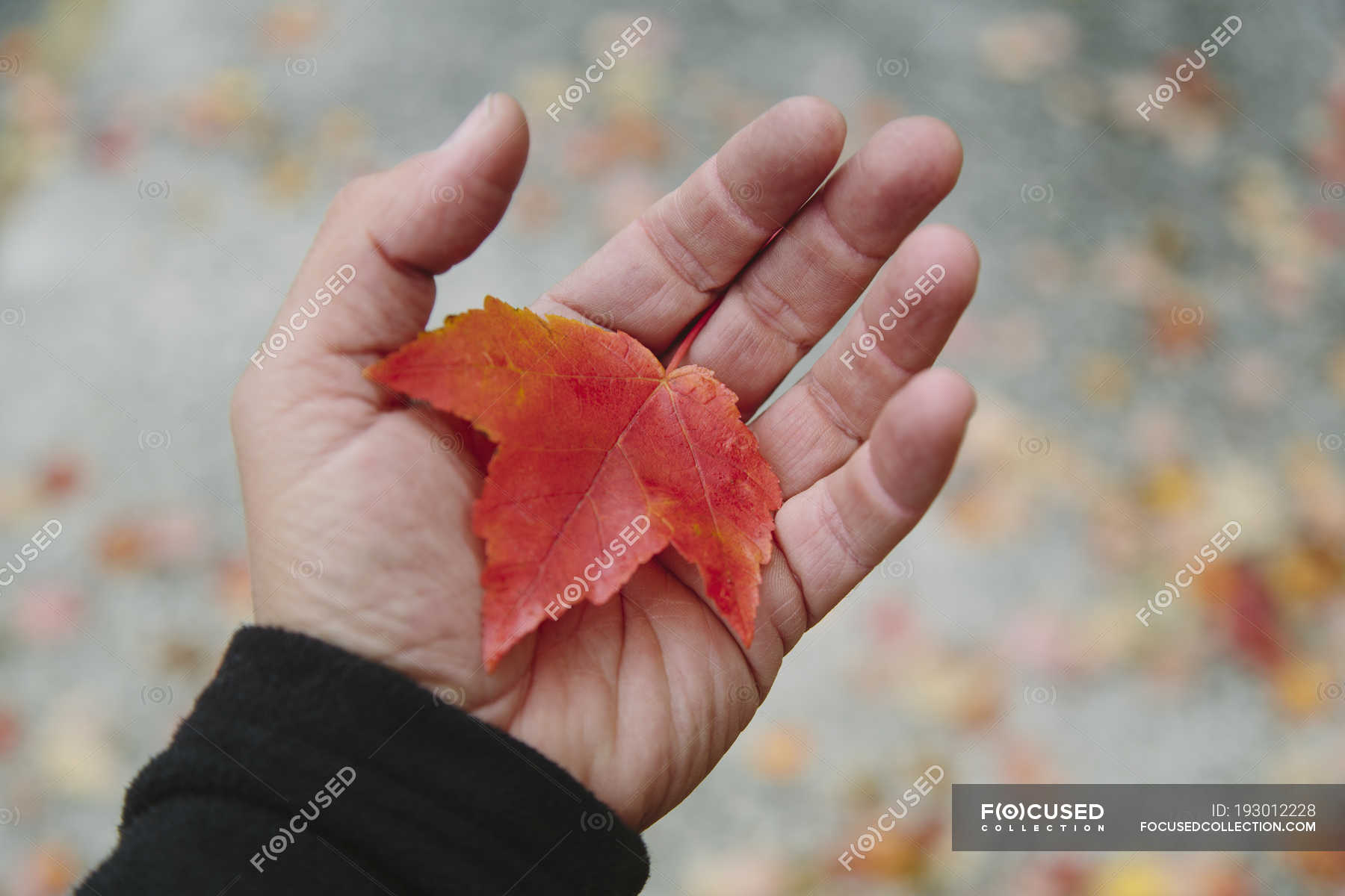 Male Hand Holding Autumnal Maple Leaf Caucasian Ethnicity Palm