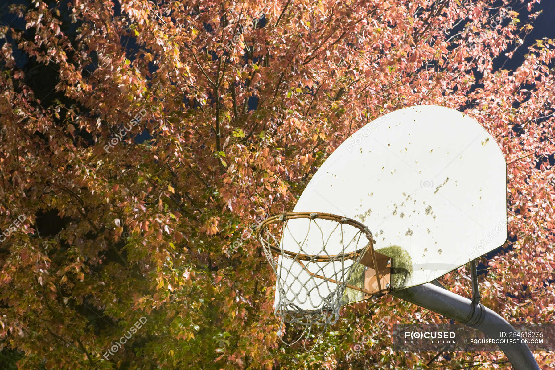 Basketball hoop and tree branches with leaves, low angle view — autumn, netting Stock Photo