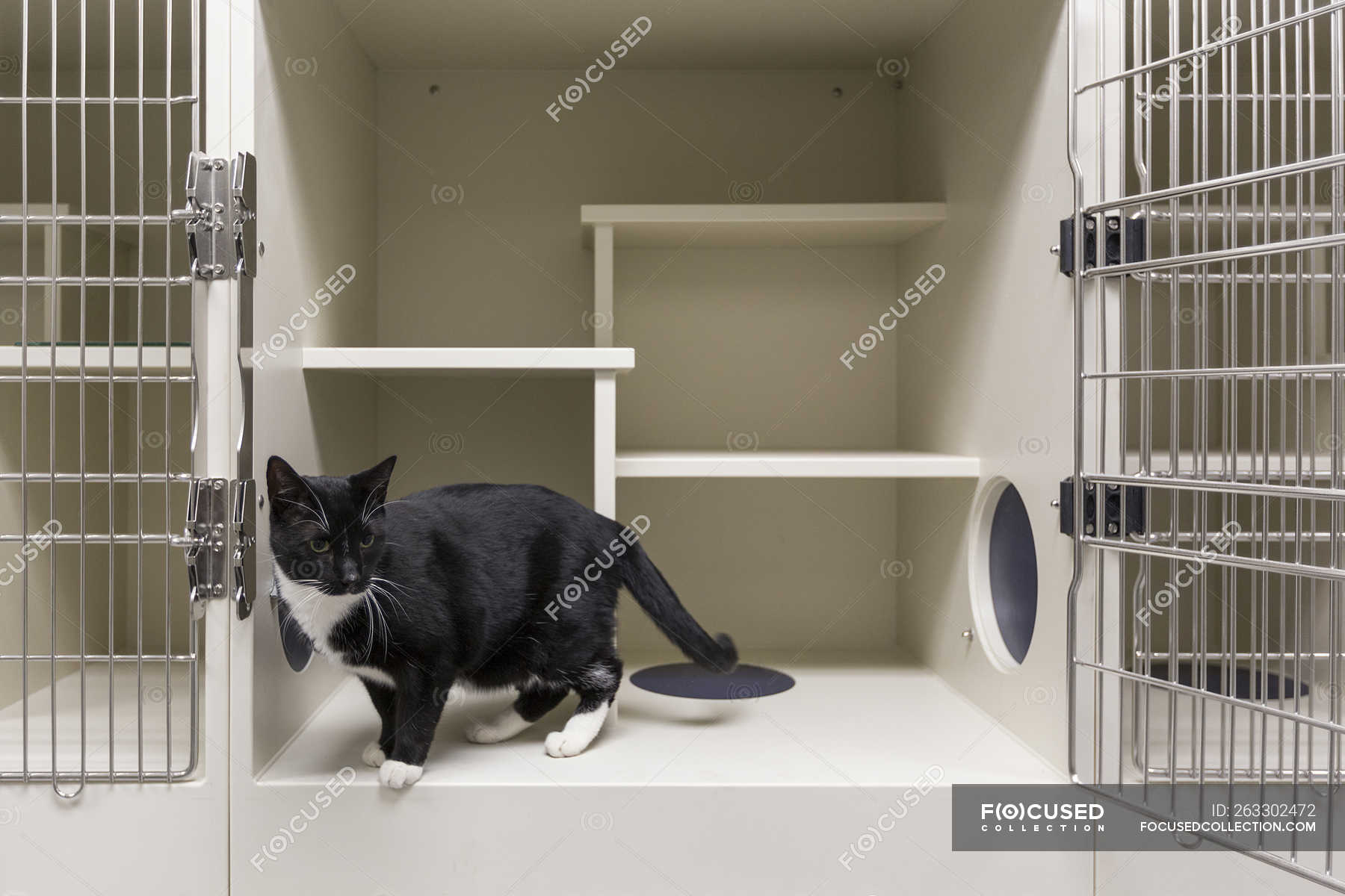 cat recovery cage