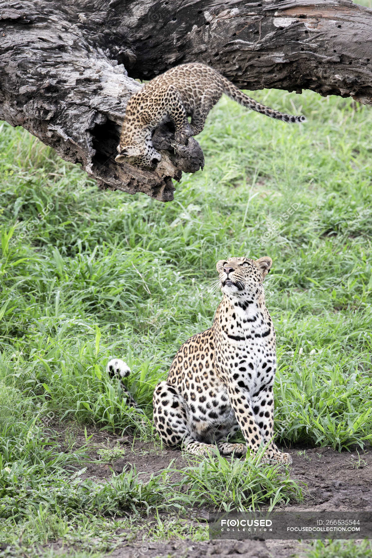 Female leopard sitting on ground and looking up at cub on log