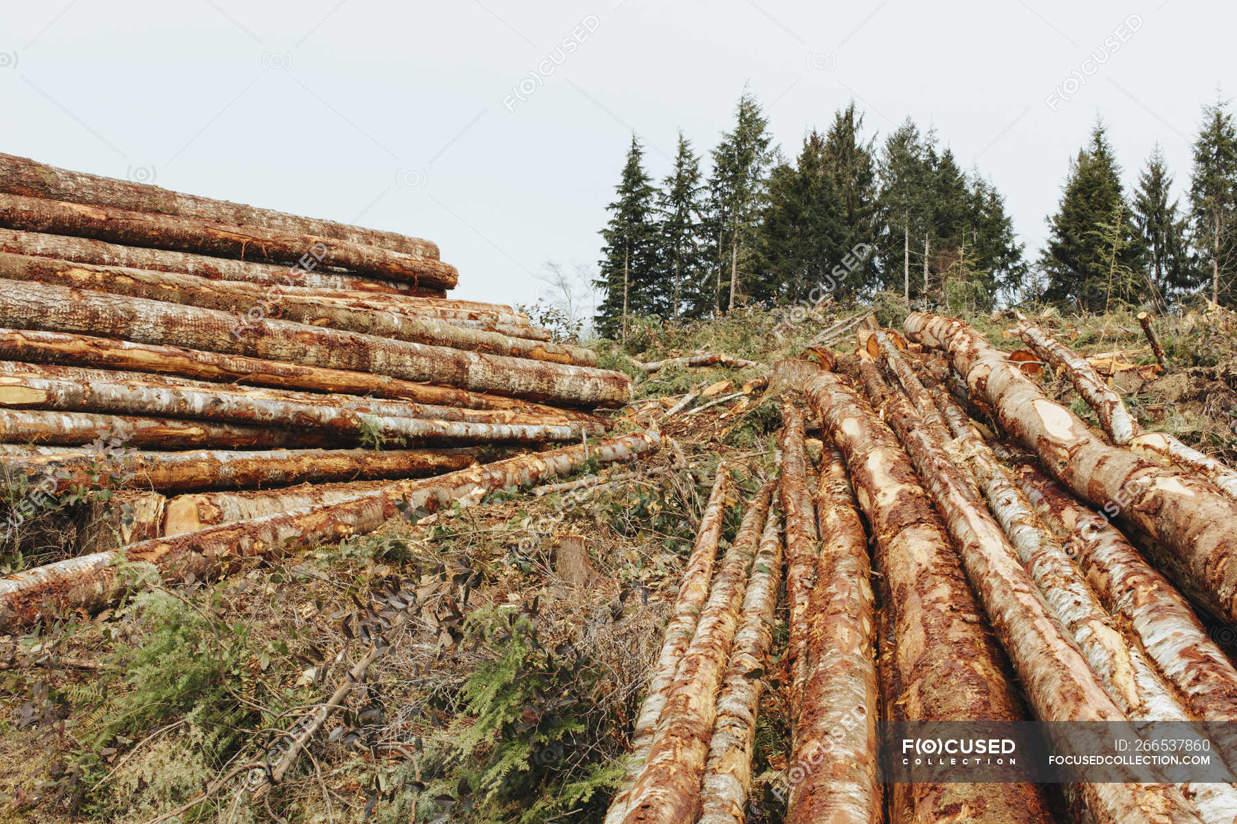 Logging Pictures Pacific Northwest