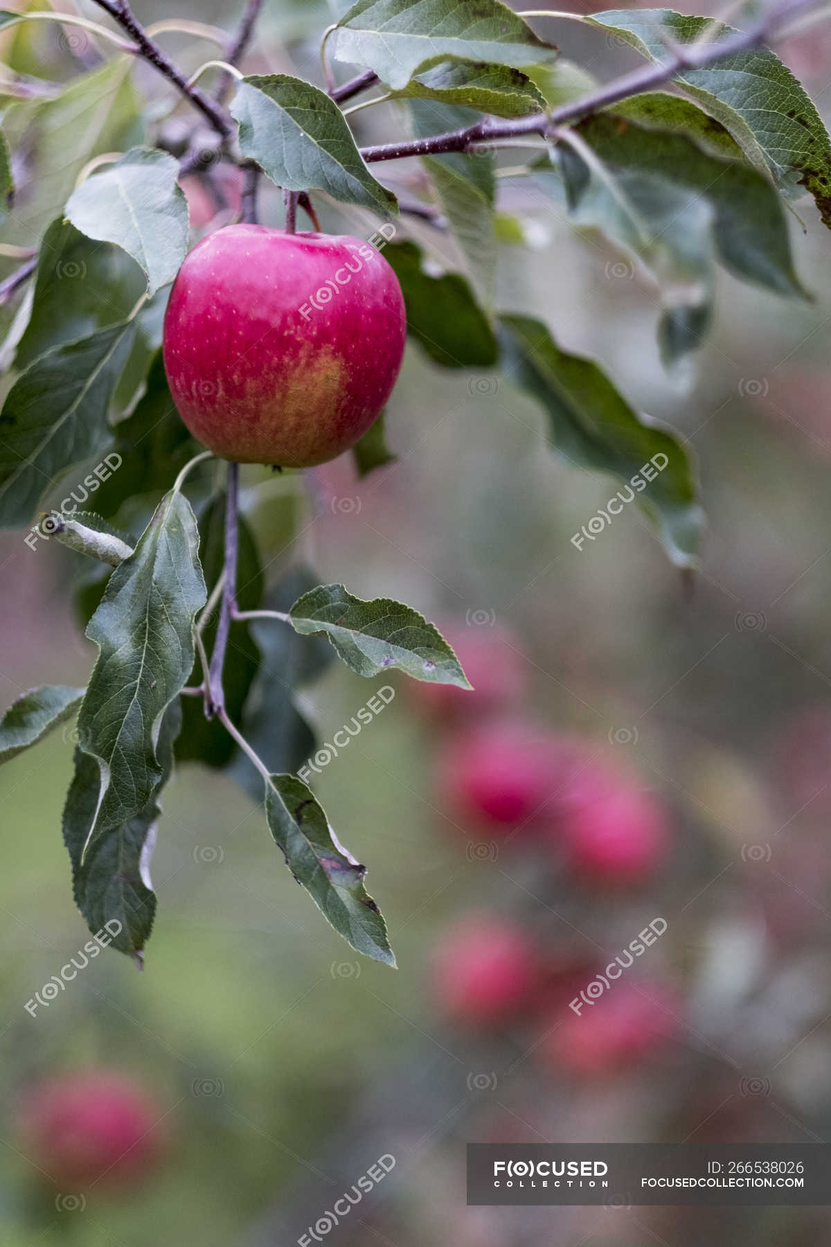 red apple tree branch