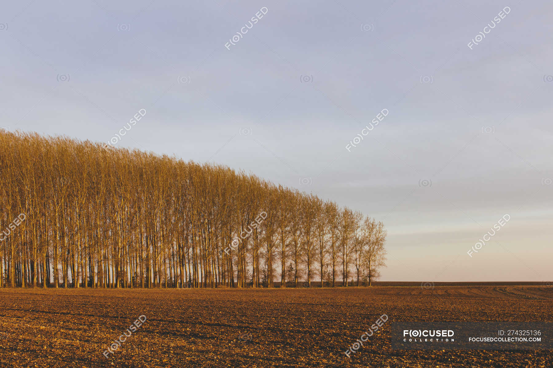 Grove of commercially grown poplar trees in countryside field