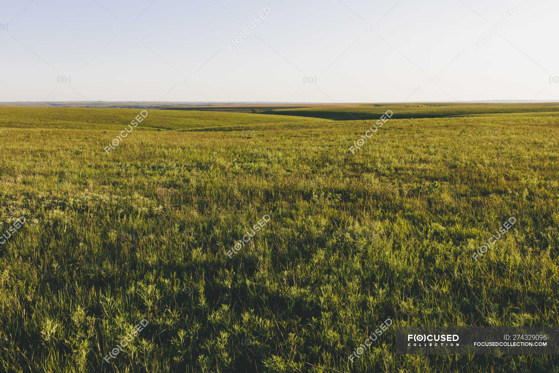 View across Tallgrass Prairie Preserve in spring with lush grass in