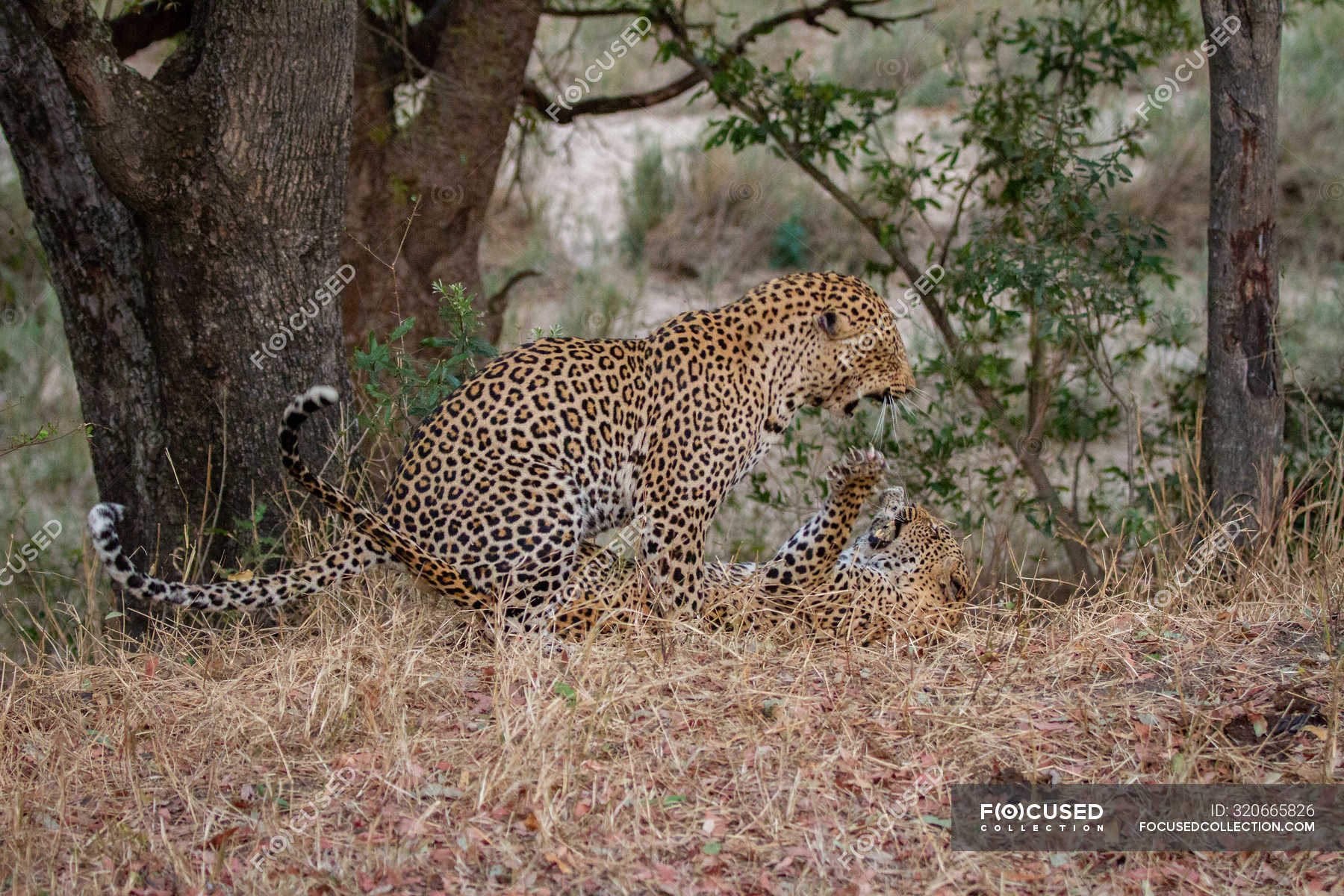 Male And Female Leopards Fighting With Claws And Mouths Open While