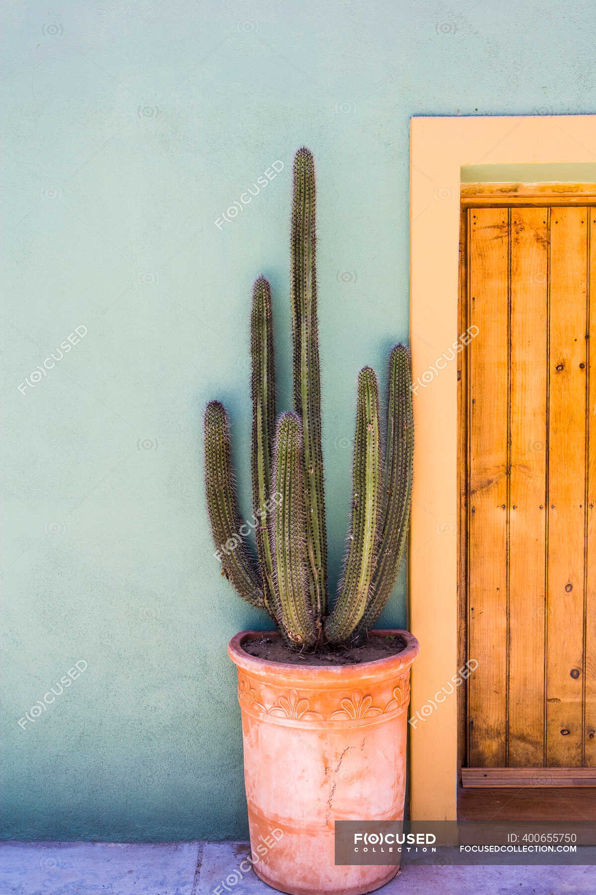galblaas Conciërge Tientallen Tall cactus in a pot on a terrace — blue, mexico - Stock Photo | #400655750