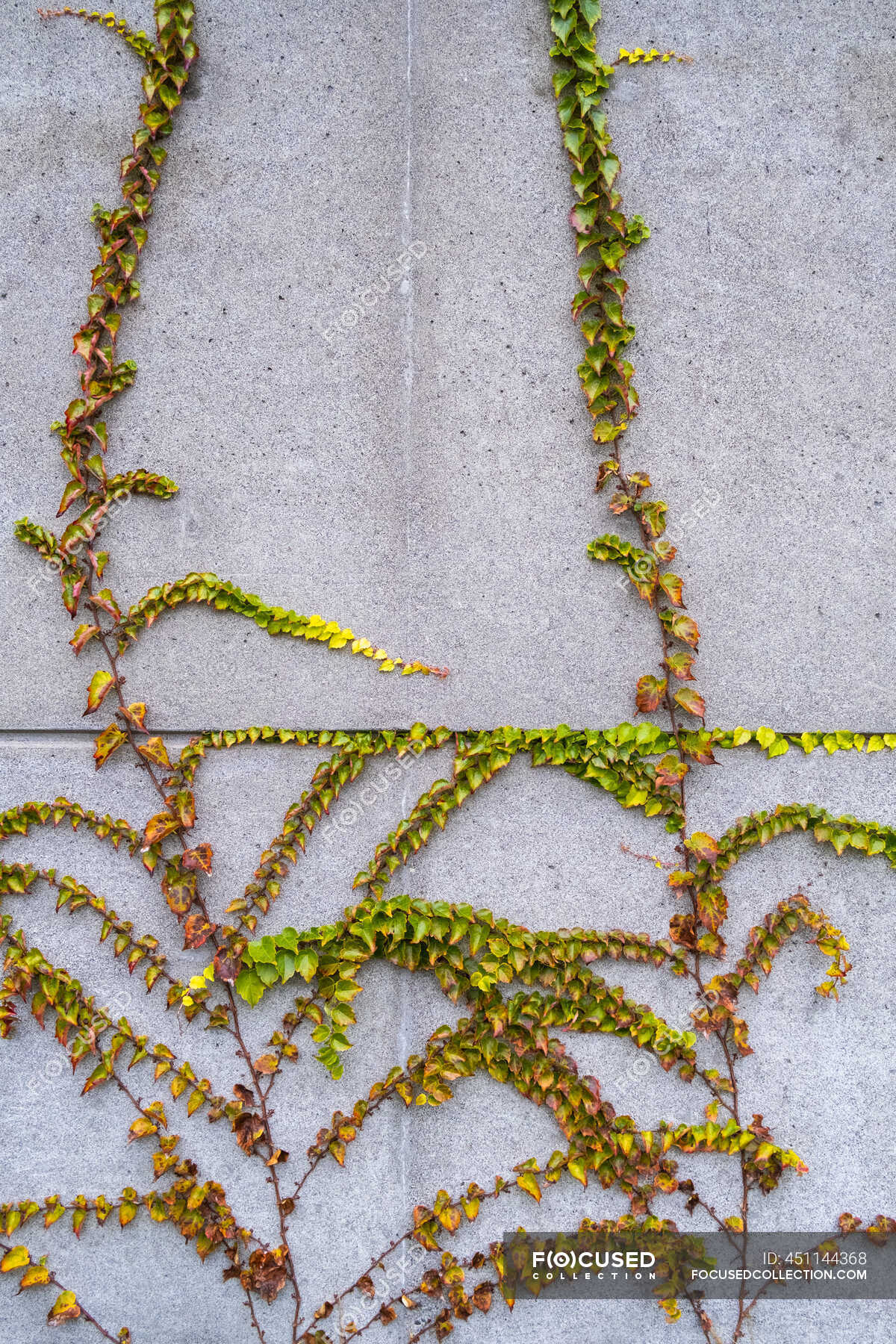 Vine growing along concrete building wall, autumn — season, spring