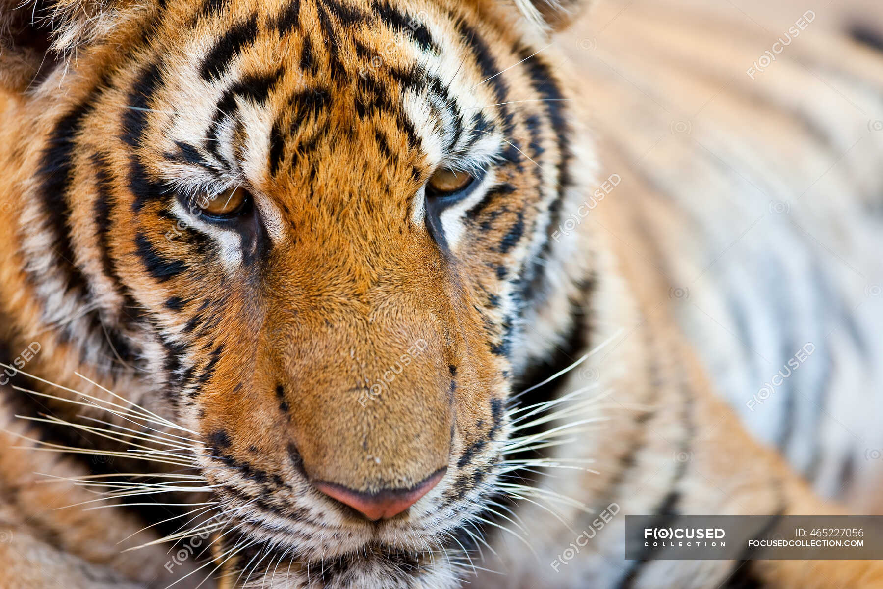 Портрет, индокитайский тигр, тигр Корбетта, Panthera tigris corbetti ...
