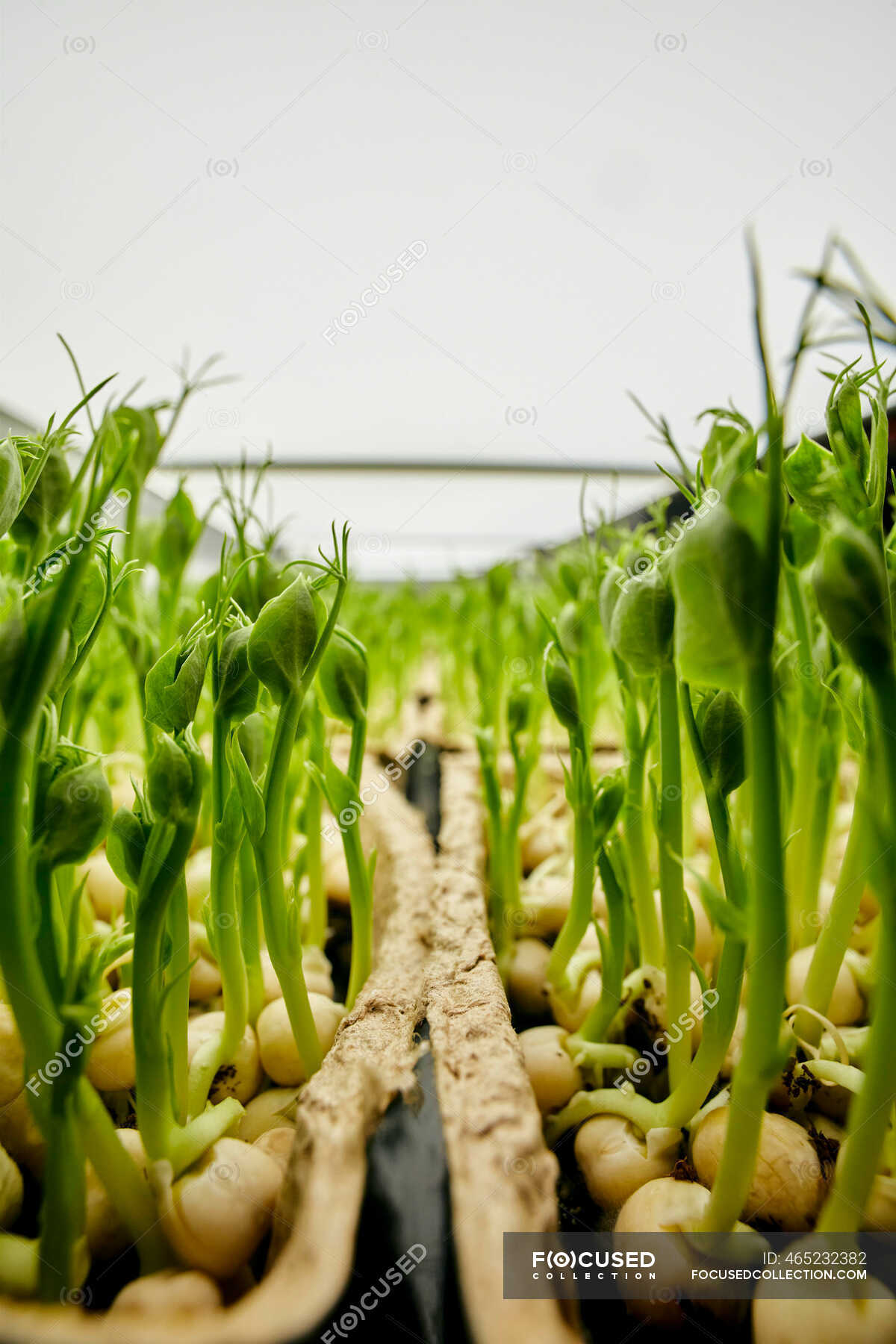 Close up of tightly packed pea seedlings growing in urban farm ...