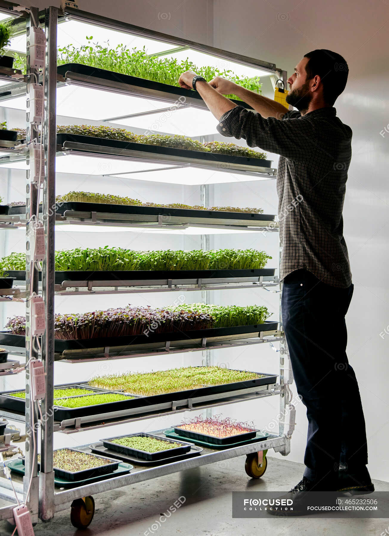 Man working with trays of microgreen seedlings growing in urban farm ...