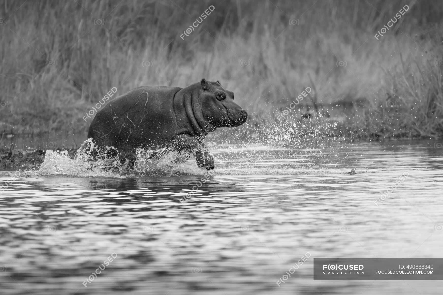 hippopotamus black and white