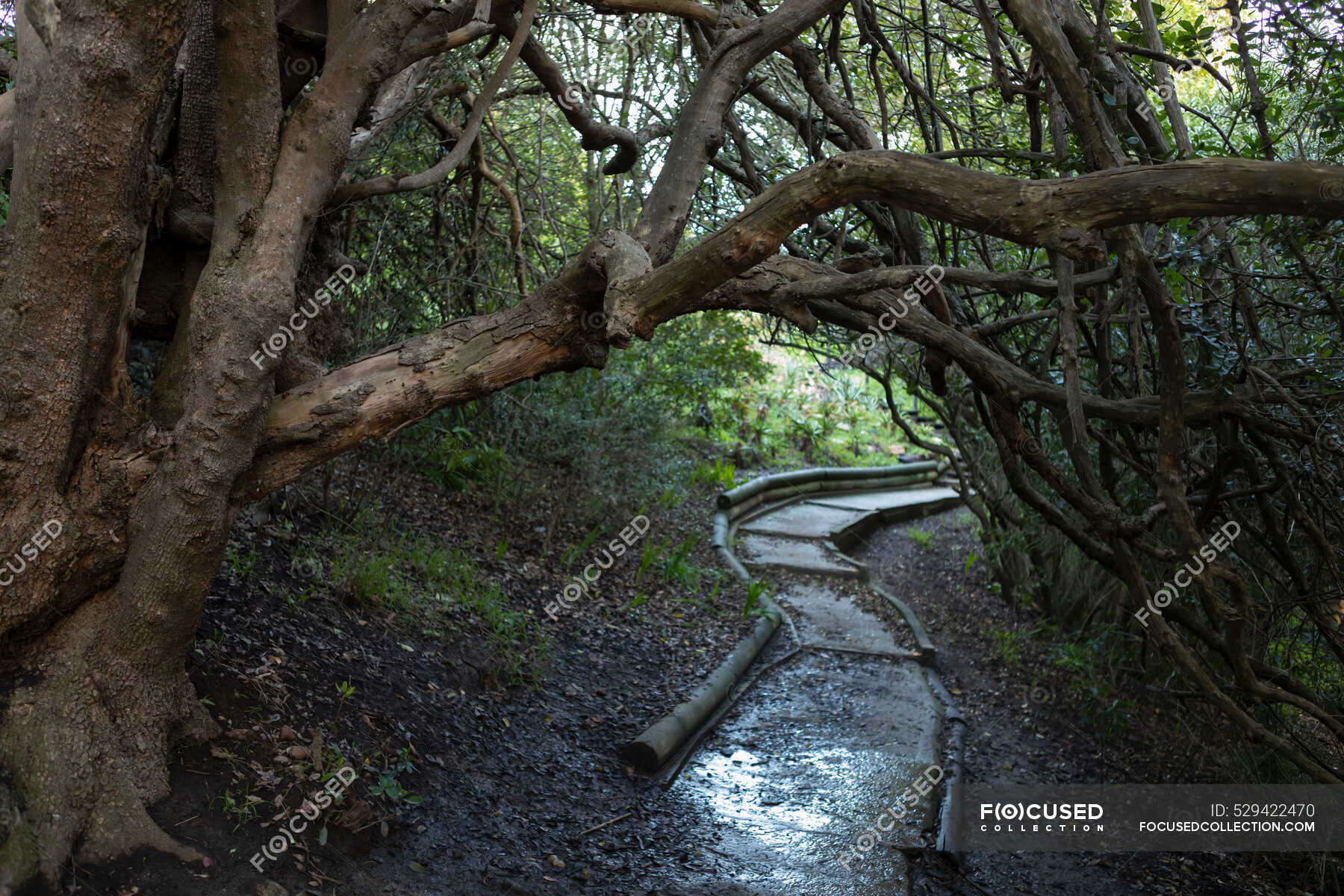 Nature trail,Stanford, Western Cape, South Africa — landscape, morning