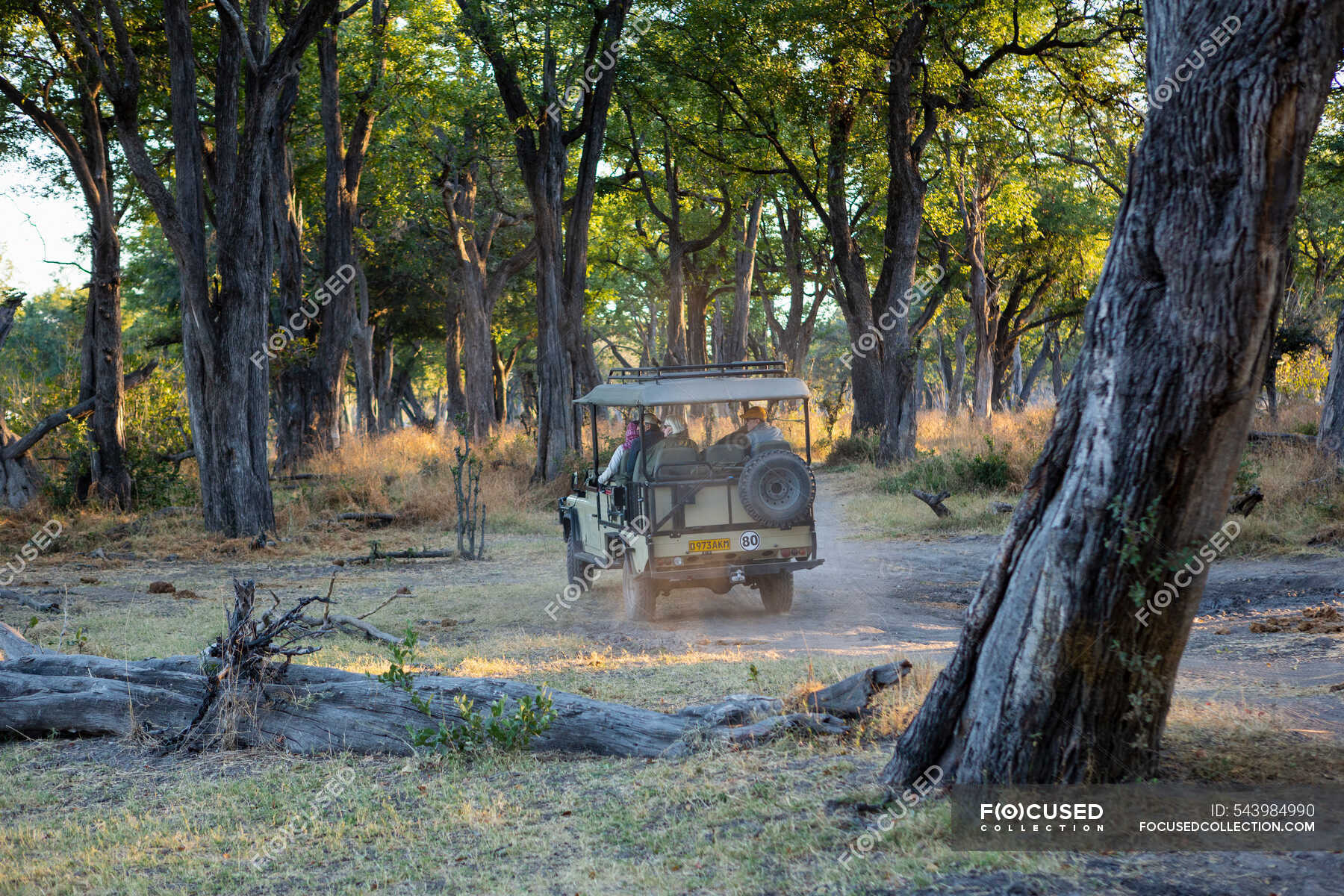 A safari jeep travelling along a pathway through the bush at sunrise