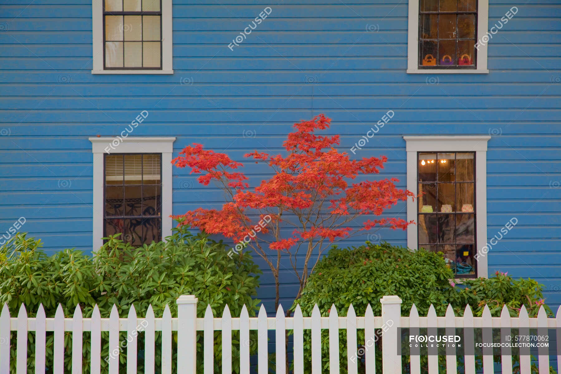 a-japanese-maple-tree-with-red-leaves-against-a-blue-house-wall