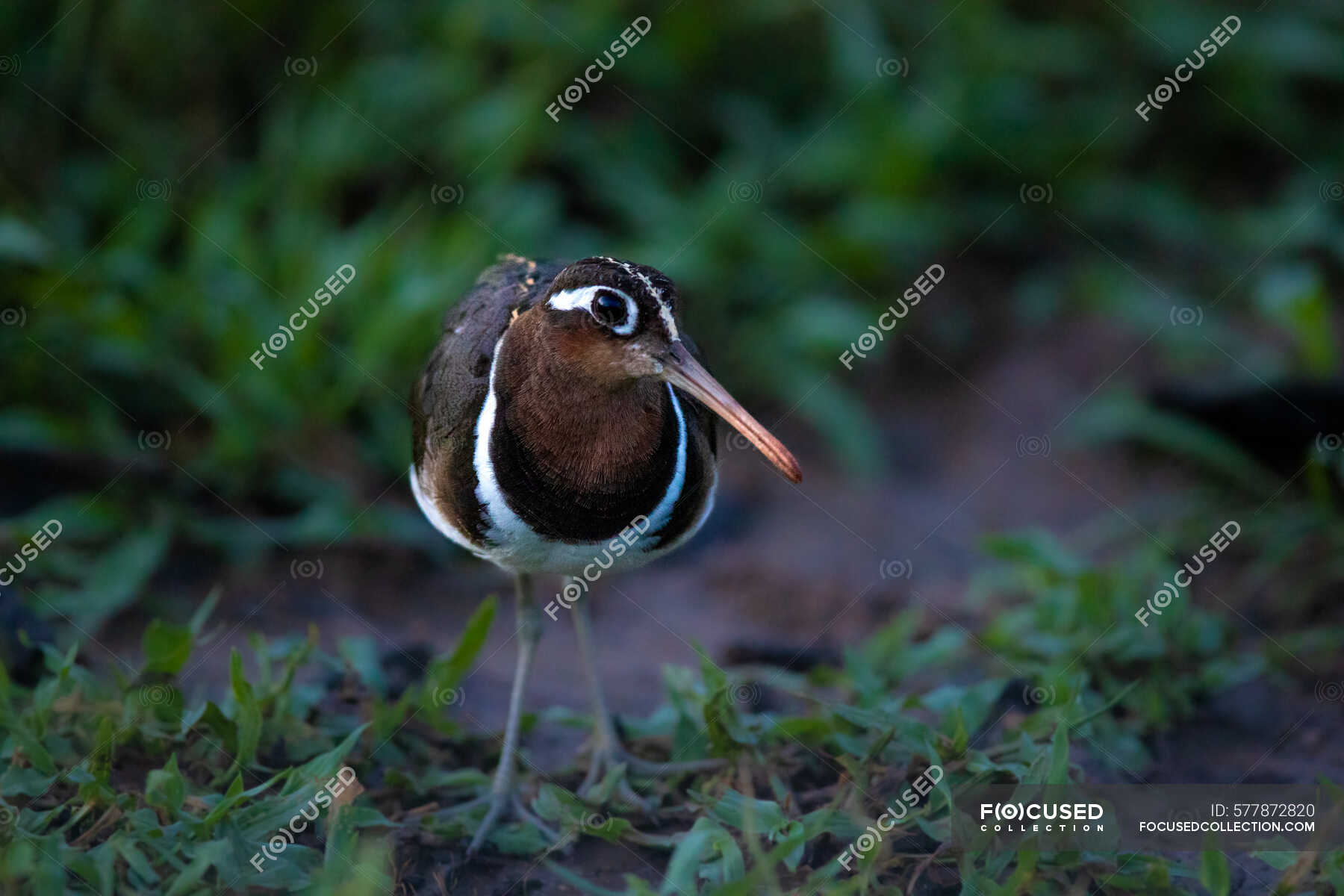 A greater painted snipe, Rostratula benghalensis, on the ground. — Sabi