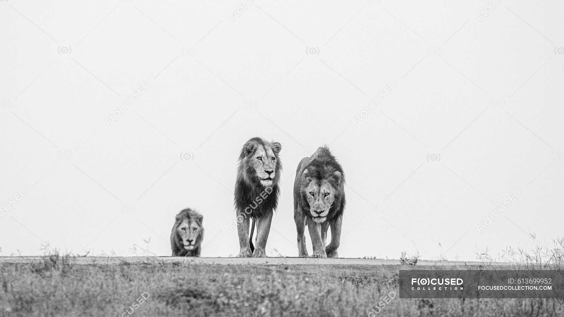 Three male lions, Panthera Leo, on a ridge, head on view, black and