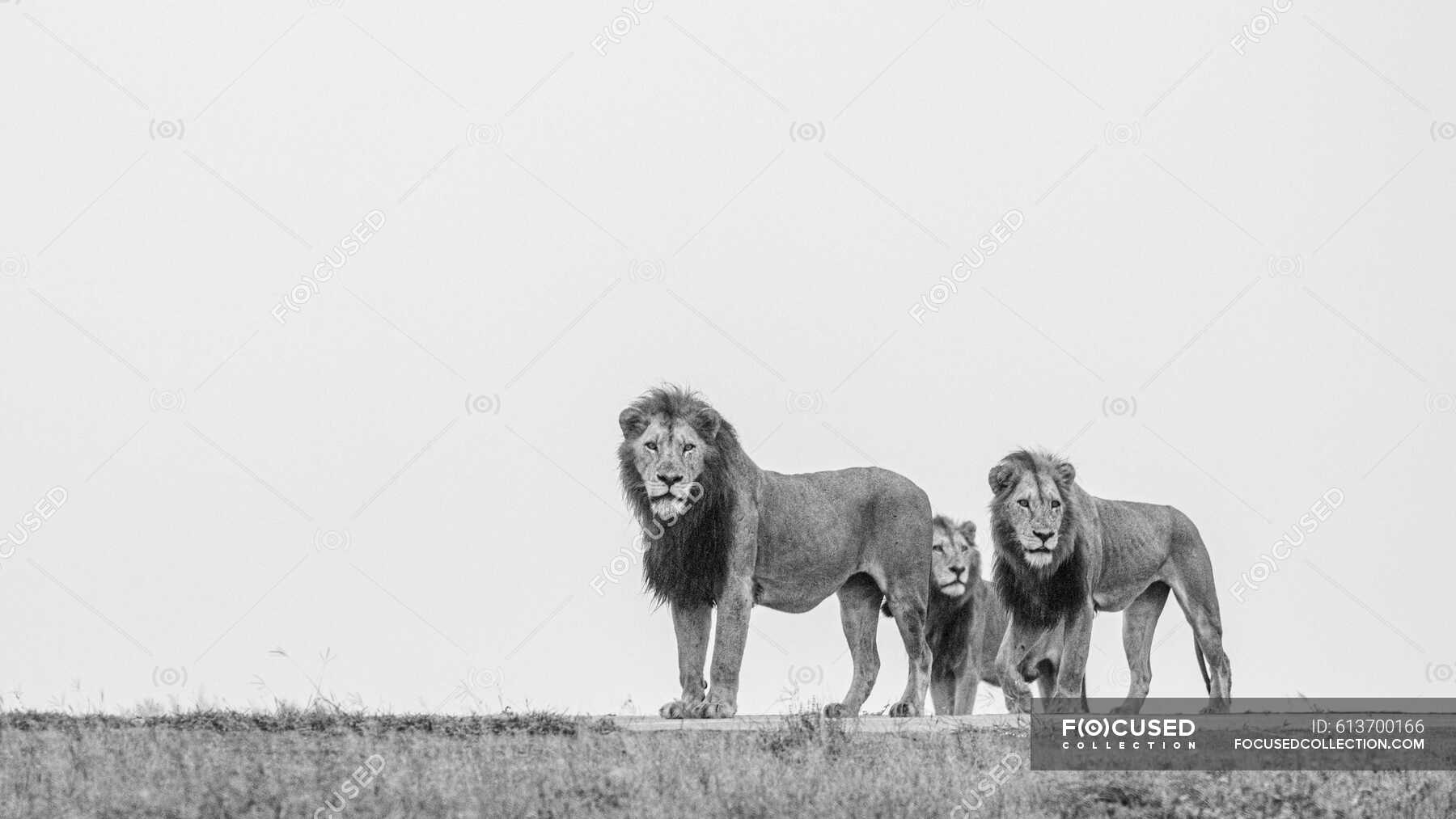 Three male lions, Panthera Leo, on a ridge, side view, black and white