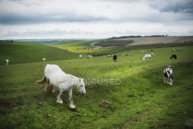 Groupe de chevaux broutant sur l'herbe — Photo de stock