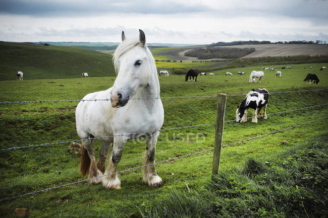 Grupo de caballos pastando en la hierba - foto de stock