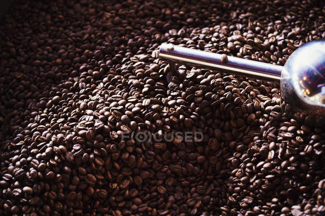 Graines de café brunes — Photo de stock