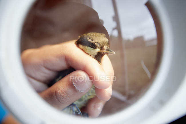 Jovencita sosteniendo un pequeño pájaro salvaje - foto de stock