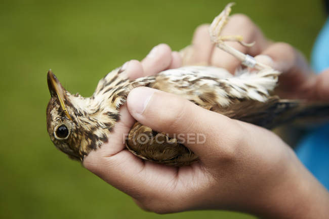 Fille tenant un oiseau sauvage — Photo de stock