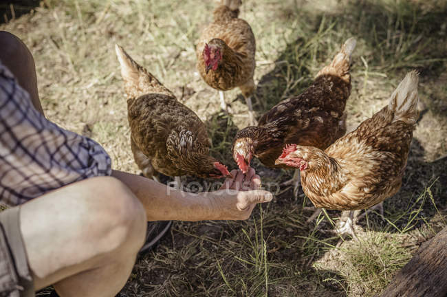 Homem alimentando quatro galinhas — Fotografia de Stock