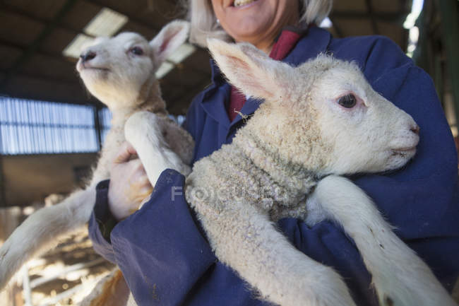 Woman holding two lambs in her arms — Stock Photo