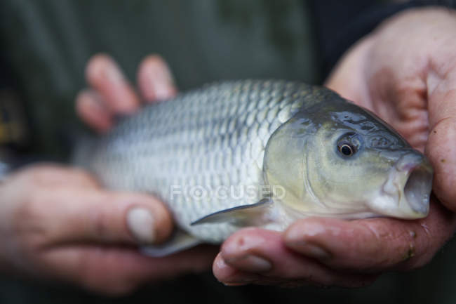 Homme tenant un jeune poisson carpe — Photo de stock