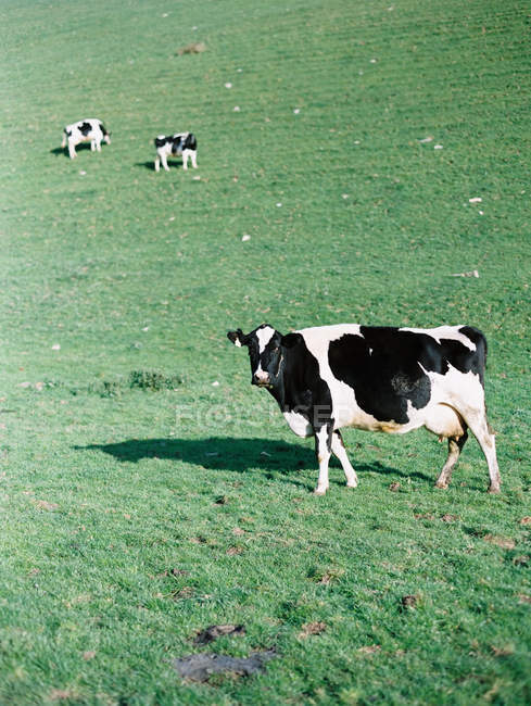 Tres vacas en un campo - foto de stock
