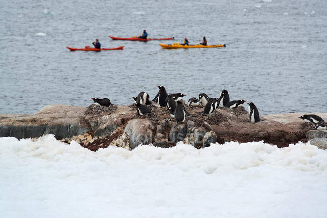 Rebanho de pinguins Gentoo na costa
. — Fotografia de Stock