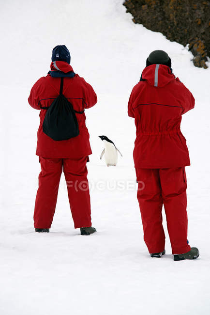 People photographing a chinstrap penguin. — Stock Photo